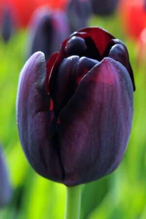 Лале, 1 брой луковица / Tulipa 'Queen of Night'