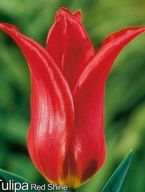 Лале, 1 брой луковици/Tulipa 'Red Shine'