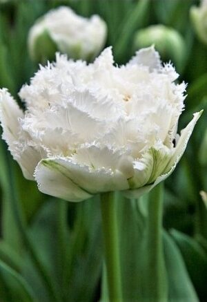 Лале, хоби опаковка  с 5 бр. Tulipa 'Snow Crystal'