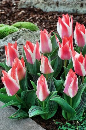 Лале,1 брой луковица-Tulipa 'Czaar Peter' - ниско лале