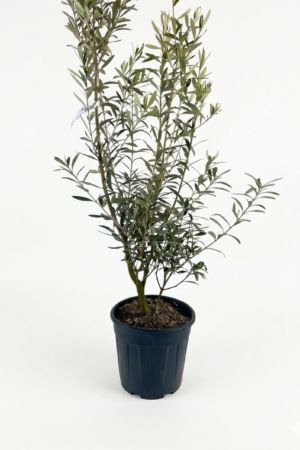 Маслина OLEA EUROPAEA CIPRESSINO 9L