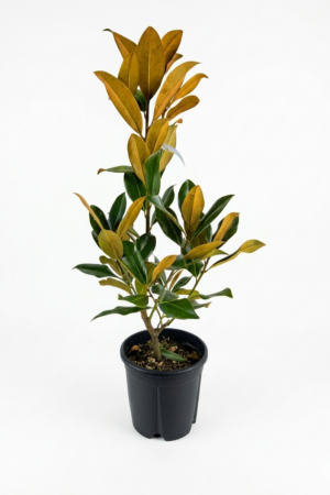 Magnolia grandiflora ‘Gallissoniensis’ – вечнозелена магнолия