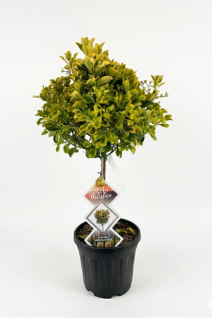 Euonymus japonicus “Aurea”  P19