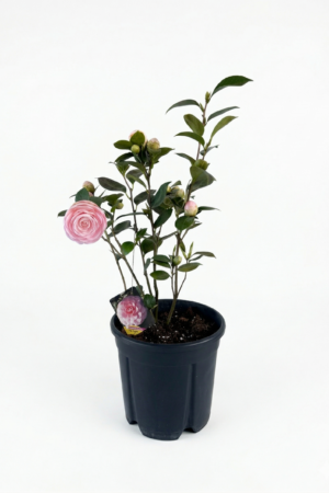 Camelia japonica mix (розова)