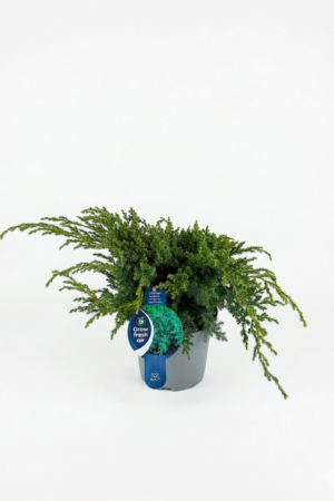 Juniperus squamata 'Blue Swede 7.5L 40-50cm