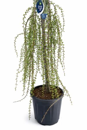 Larix kaempferi ‘Stiff Weeping’ – плачеща лиственица c25 150cm