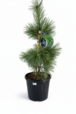 Pinus flexilis ‘Vanderwolf’s Pyramid’  60-70 cm – синкав бор