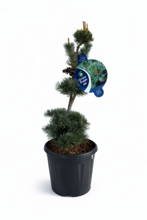 Pinus parviflora ‘Negishi’ – японски бял бор