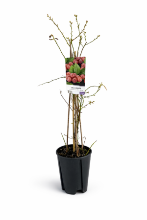 Vaccinium corymbosum ‘Pink Berry’ – Розова боровинка