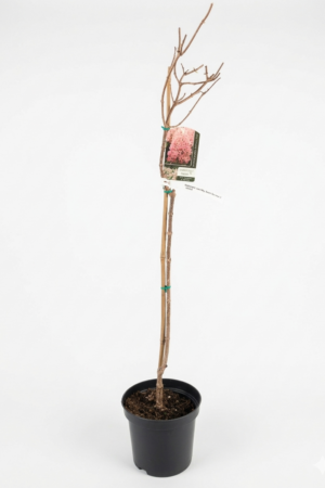 Hydrangea paniculata ‘Sweet Summer’ – хортензия | цъфтящ декоративен храст