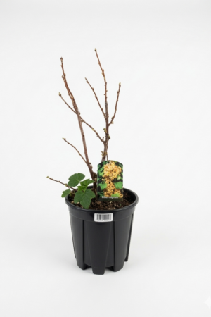 Porzeczka biala - Бяло френско грозде | Плоден храст