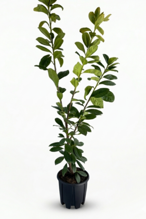 Prunus laurocerasus 120cm – лавровишна | вечнозелен храст за жив плет