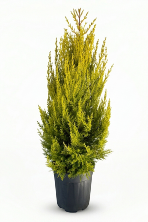 Cupressus macrocarpa ‘Goldcrest’  9L – лимонов кипарис | декоративно иглолистно растение