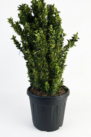 Euonymus japonicus ‘Green Spire’ – колонен евонимус | вечнозелен храст