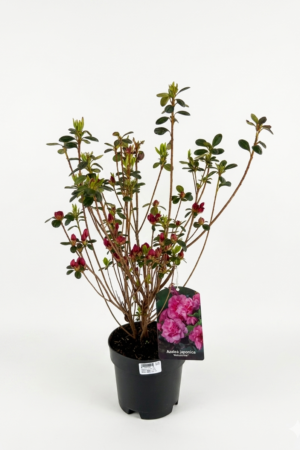 Azalea japonica ‘Babuschka’ – японска азалия