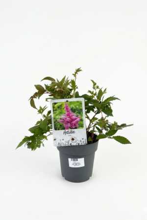 Astilbe (розова) P17