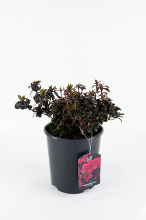 Azalea japonica ‘Maruschka’ 5L – японска азалия