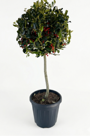 ILEX (Холи) MUTCH NELLIE STEVENS 1/4 F