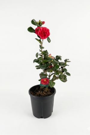Camelia Japonica MIX