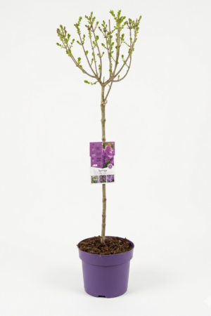 Syringa Meyeri Palibin, pot 26 (люляк на стъбло)