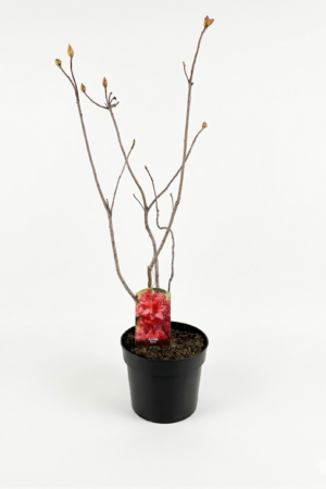 Azalea japonica ‘Sarina’ – розова японска азалия