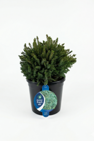 Смърч Picea Echiniformis 13L 35-40 cm