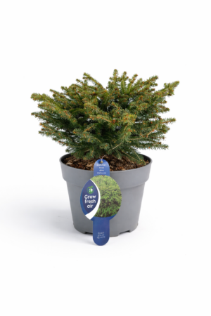 Смърч Picea abies ‘Nidiformis’ picea nidiformis  7.5L 40-50 cm
