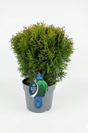 Thuja (Туя) occidentalis 'Little Giant' 7.5л   40-50 cm.