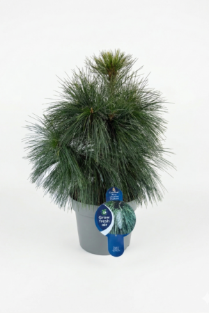 Декоративен бор Pinus schwerin Wiethorst 5L 30-40 cm.