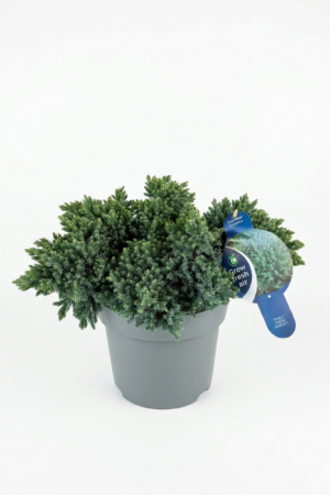 Junipers squamata 'Blue Star' 7.5L 30-40cm