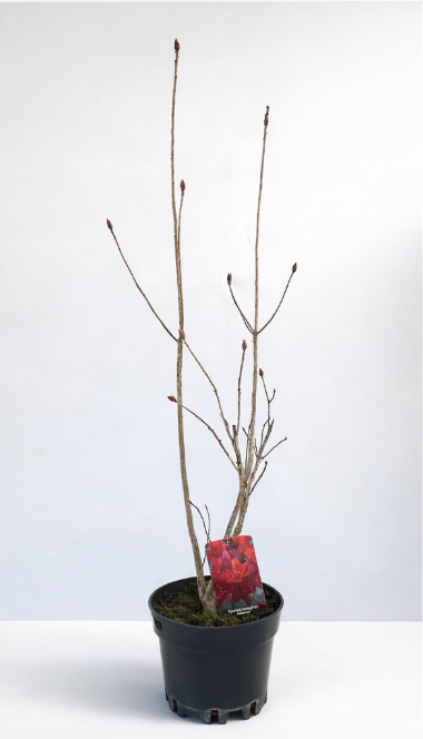 Azalea japonica ‘Nabucco’ - 30 cm