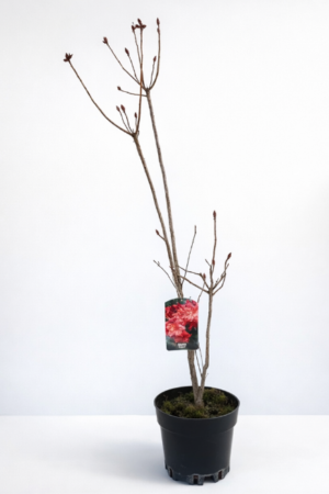 Azalea japonica ‘Fireball’