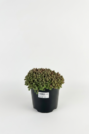 Sedum dasyphyllum 1L – почвопокривен седум