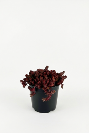 Sedum spurium ‘Rosenteppich’ 1L – почвопокривен седум