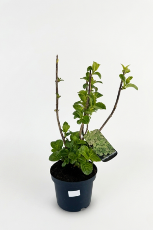Hydrangea paniculata ‘Sweet Summer’ C3 – хортензия