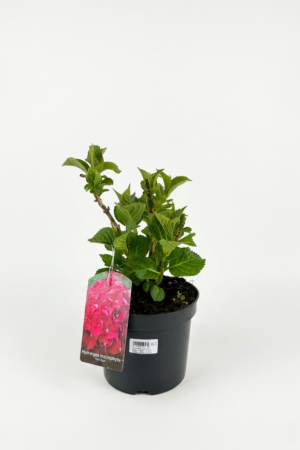 Hydrangea macrophylla ‘Hot Red’ – червена хортензия