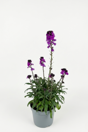 Erysimum (лилав) – декоративно цъфтящо растение