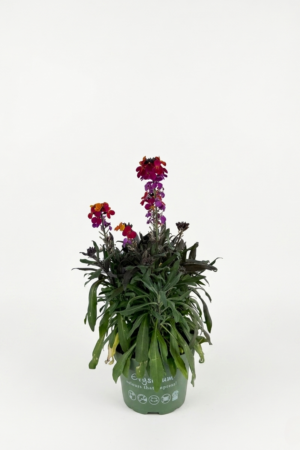 Erysimum многоцветен – декоративно цъфтящо растение