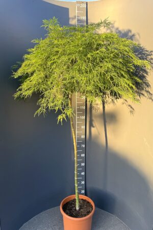 Acer palmatum ‘Viridis Green’ 15L, stem 90 cm – японски зелен клен