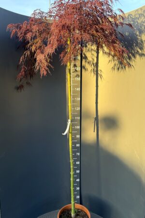 Acer palmatum ‘Red Crimson Princess’ 15L, stem 160 cm – японски червен клен