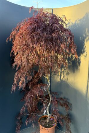 Acer palmatum ‘Crimson Queen’ 15L, stem 160 cm – японски червен клен