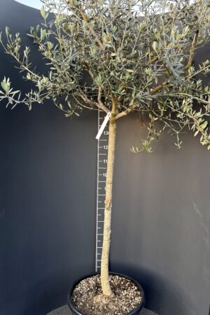 Olea europaea 100 cm стъбло – декоративна маслина