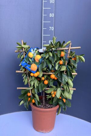 Citrus mitis – декоративен цитрус