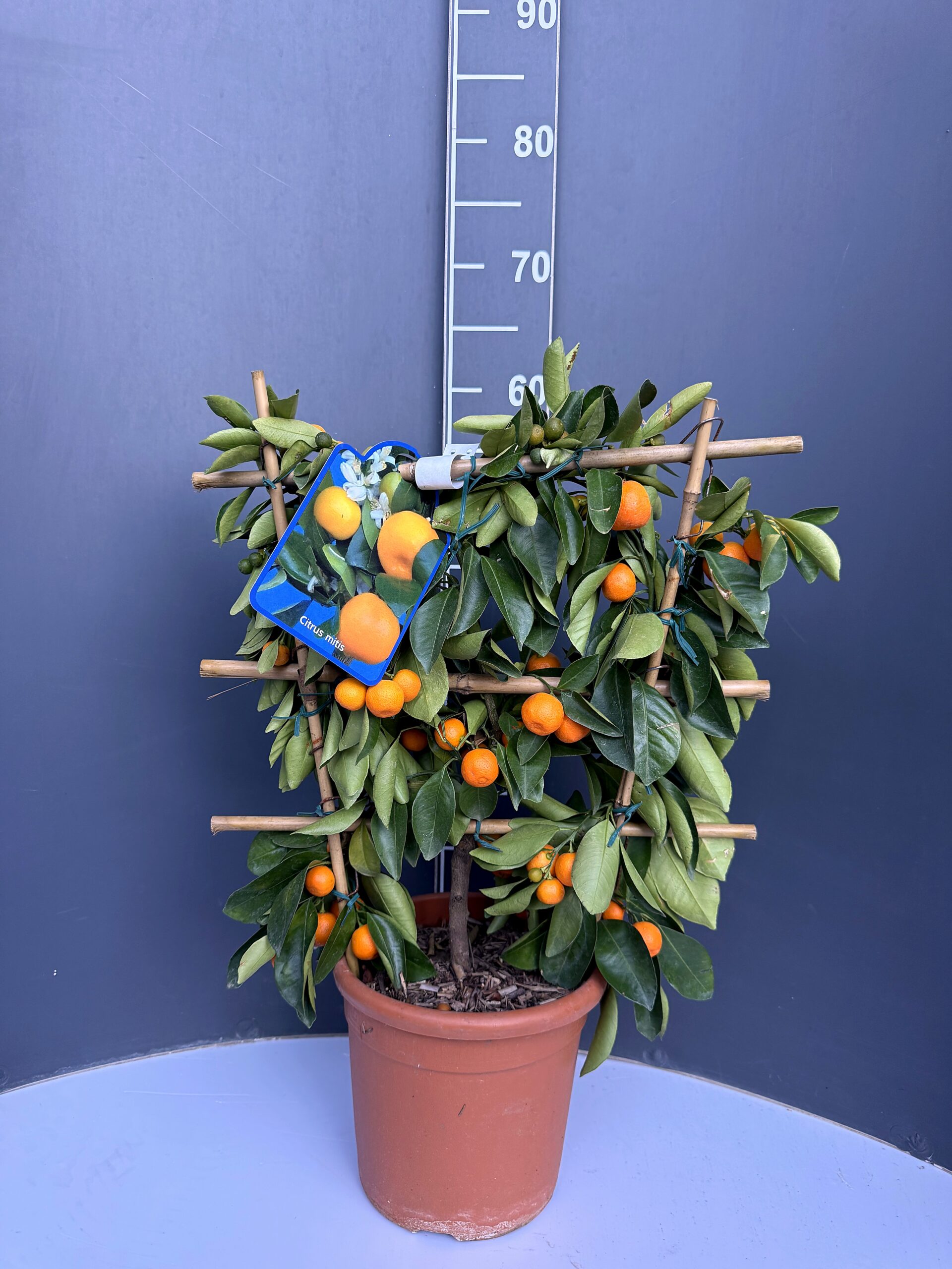 Citrus mitis – декоративен цитрус
