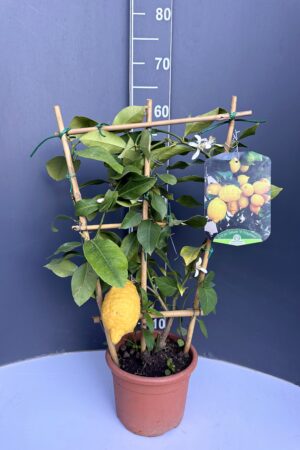 Citrus limon ‘4 Seasons’ – лимон четири сезона