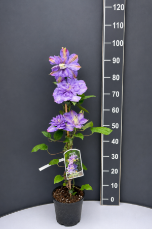 Clematis ‘Blue Explosion’ 2L – син клематис