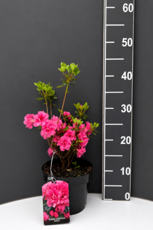 Azalea japonica ‘Rokoko’ 1.5L – японска азалия