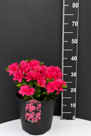 Azalea japonica ‘Melina’ 5L – японска азалия