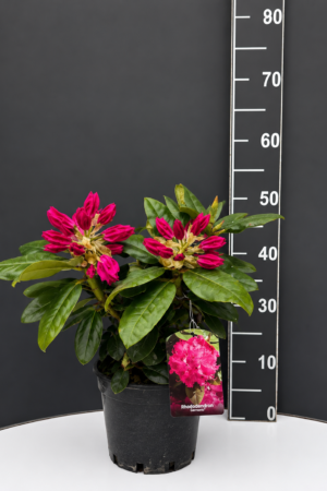 Rhododendron ‘Germania’ 3L – рододендрон