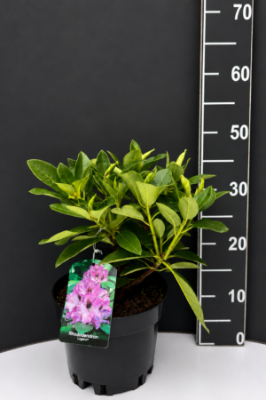 Rhododendron ‘Lugano’ 3L – рододендрон